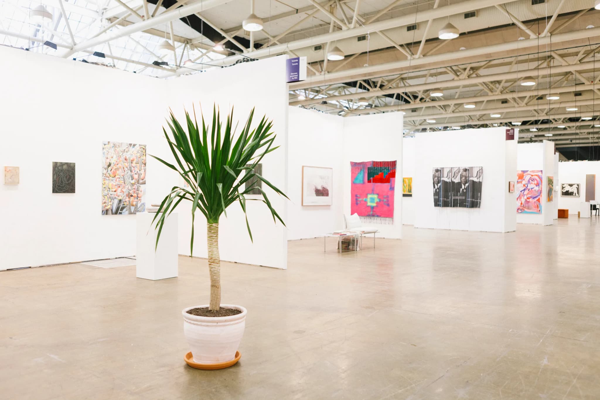 Dracaena plant in white pot at Art Toronto fair with contemporary artwork displays
