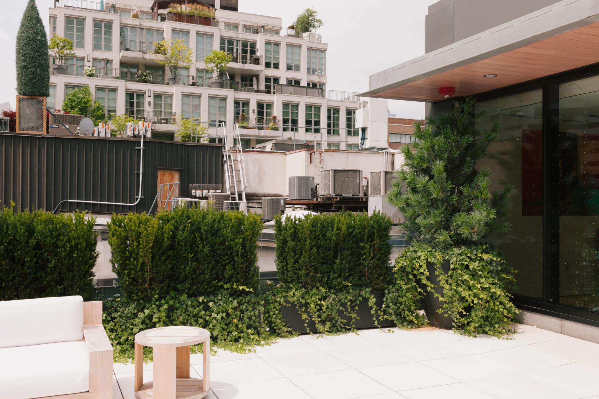 Rooftop terrace with boxwood hedges, Japanese pine and ivy at Brunello Cucinelli Toronto