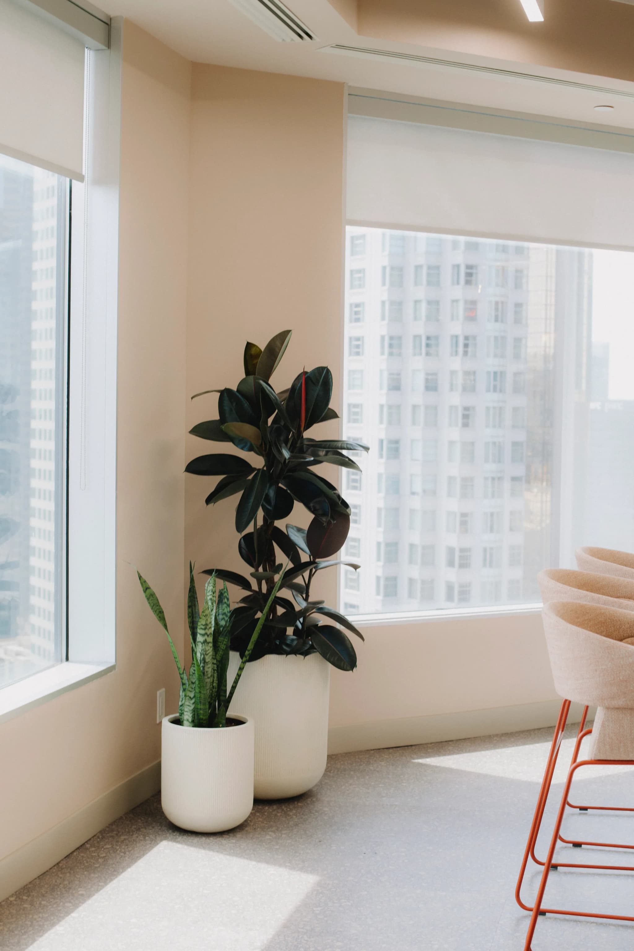 Team member installing large Fiddle Leaf Fig tree in modern office with Bird of Paradise
