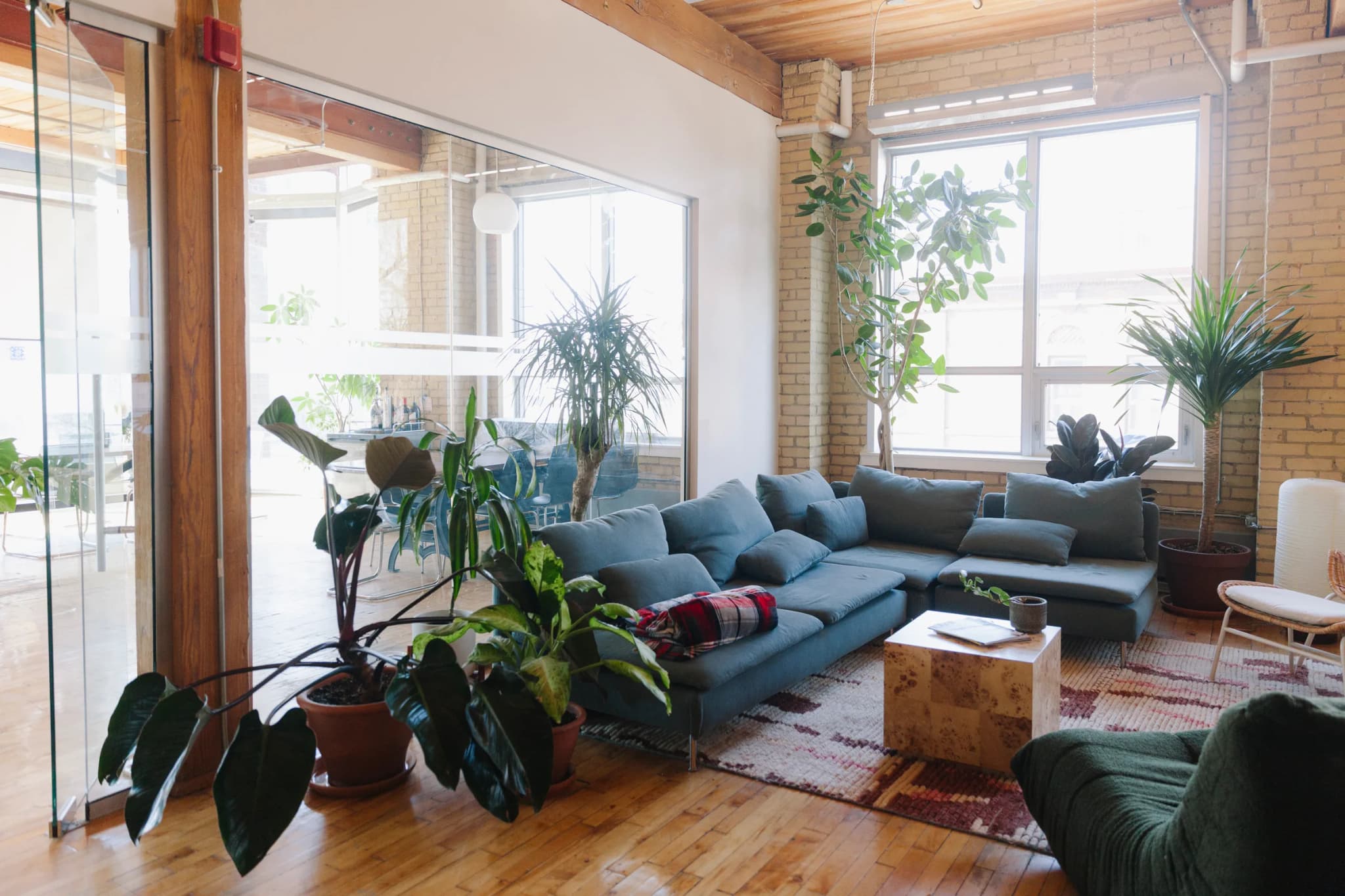 Bright brick loft office with blue sectional sofa surrounded by tropical plants including Rubber Tree, Dracaena, and hanging greenery