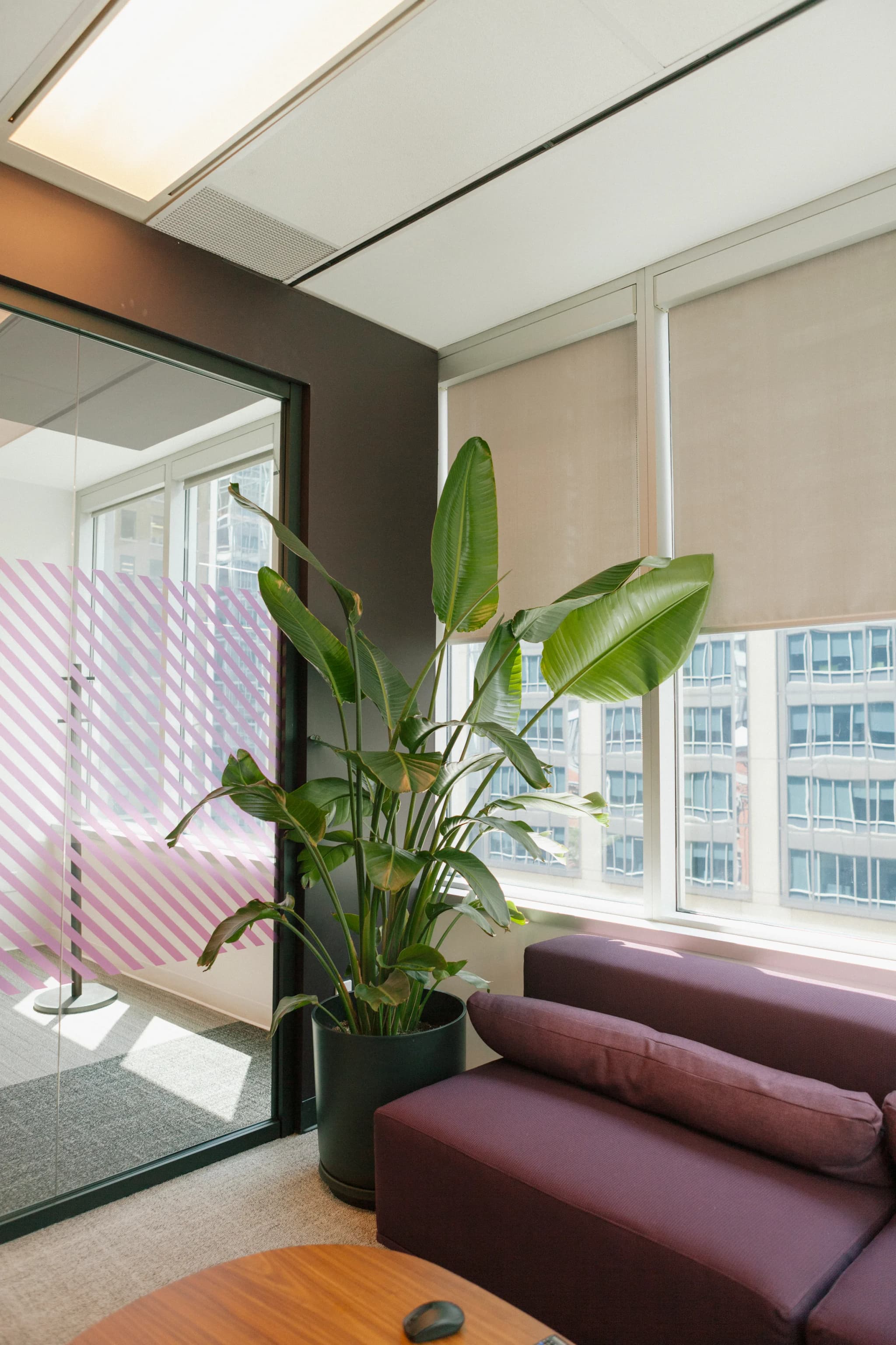Bird of Paradise plant in corporate office corner with purple seating and city views at MIQ