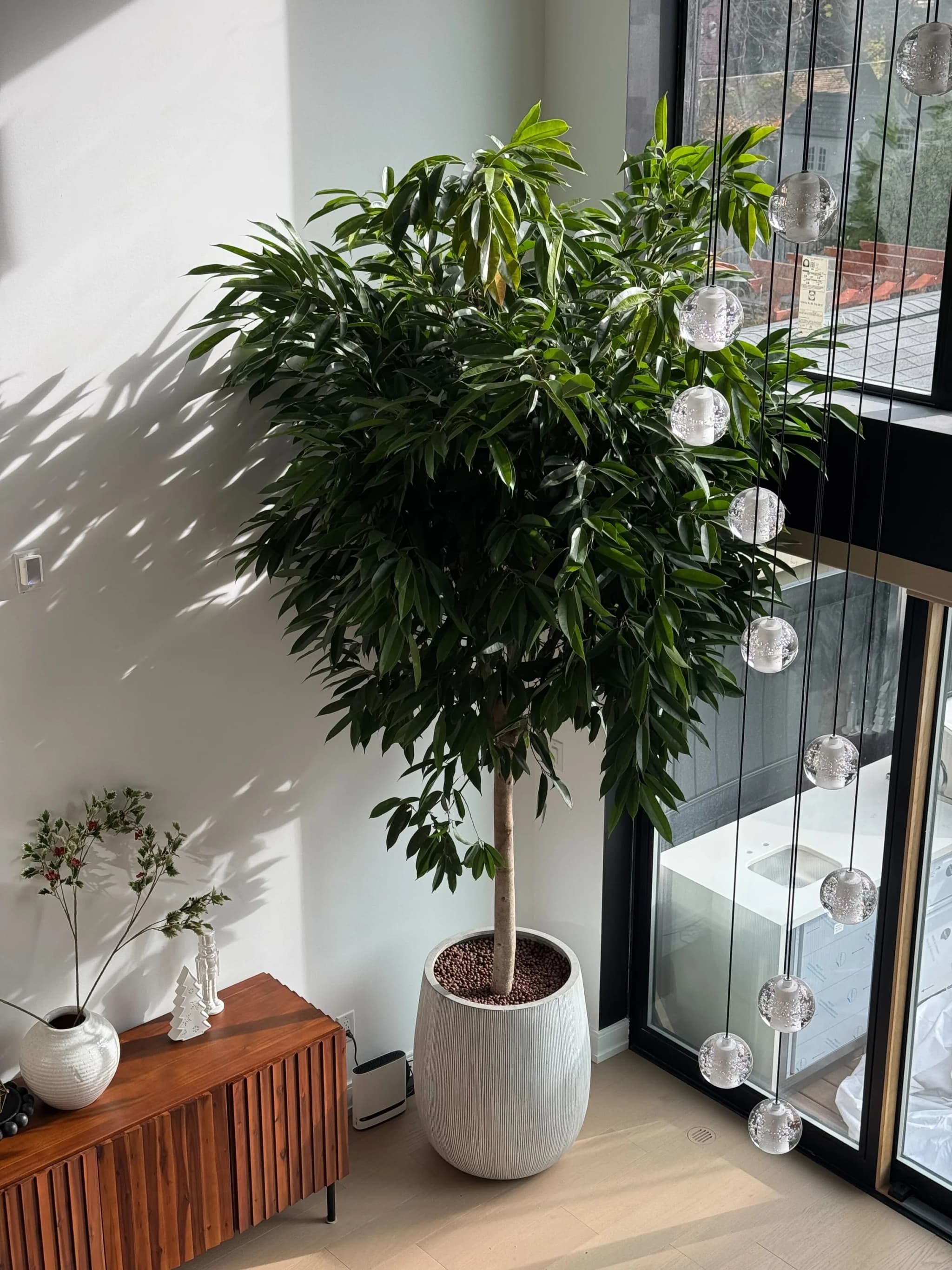 Plant installation in Toronto residence