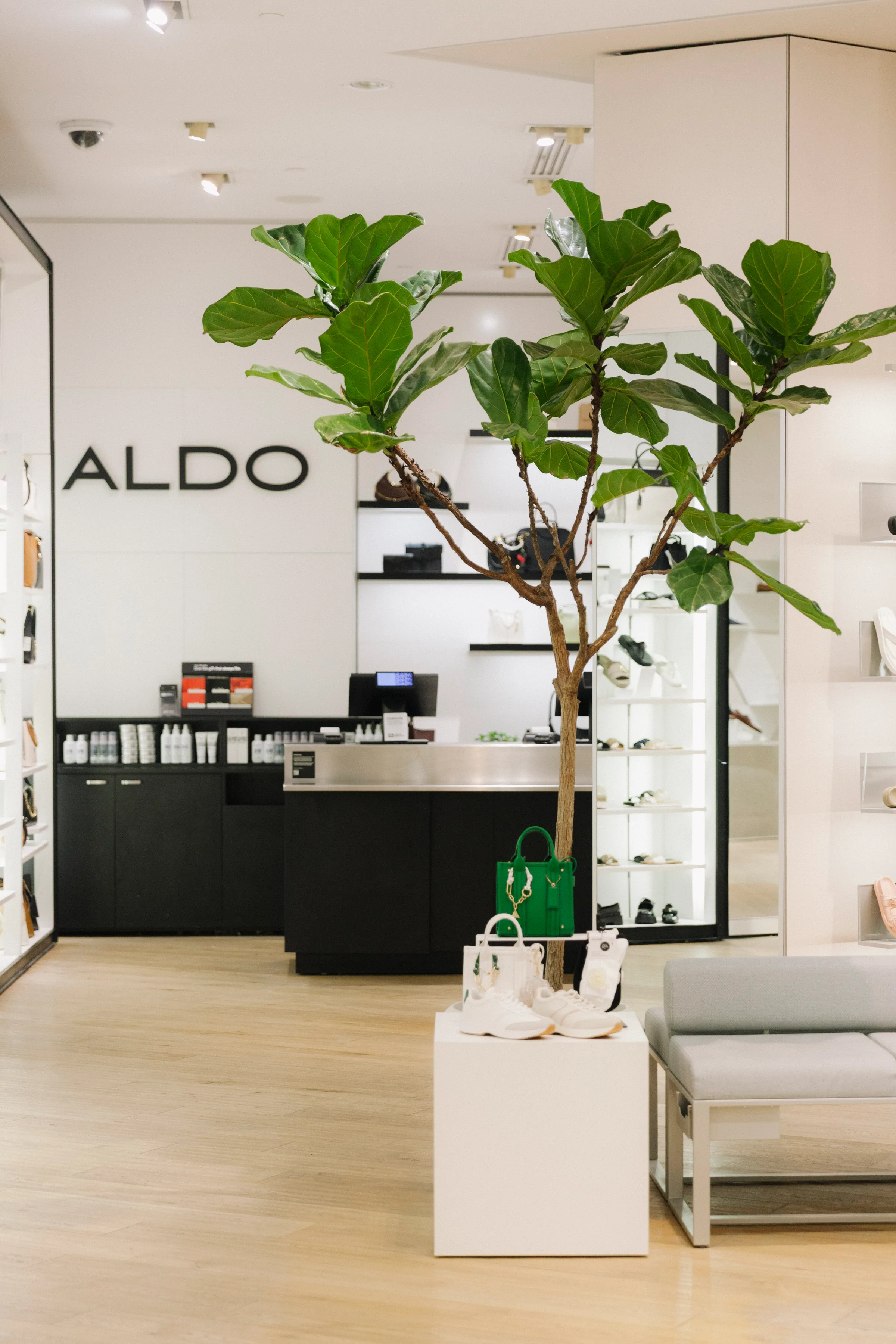 Fiddle Leaf Fig tree beside seating area with shoes and accessories at Aldo Yorkdale