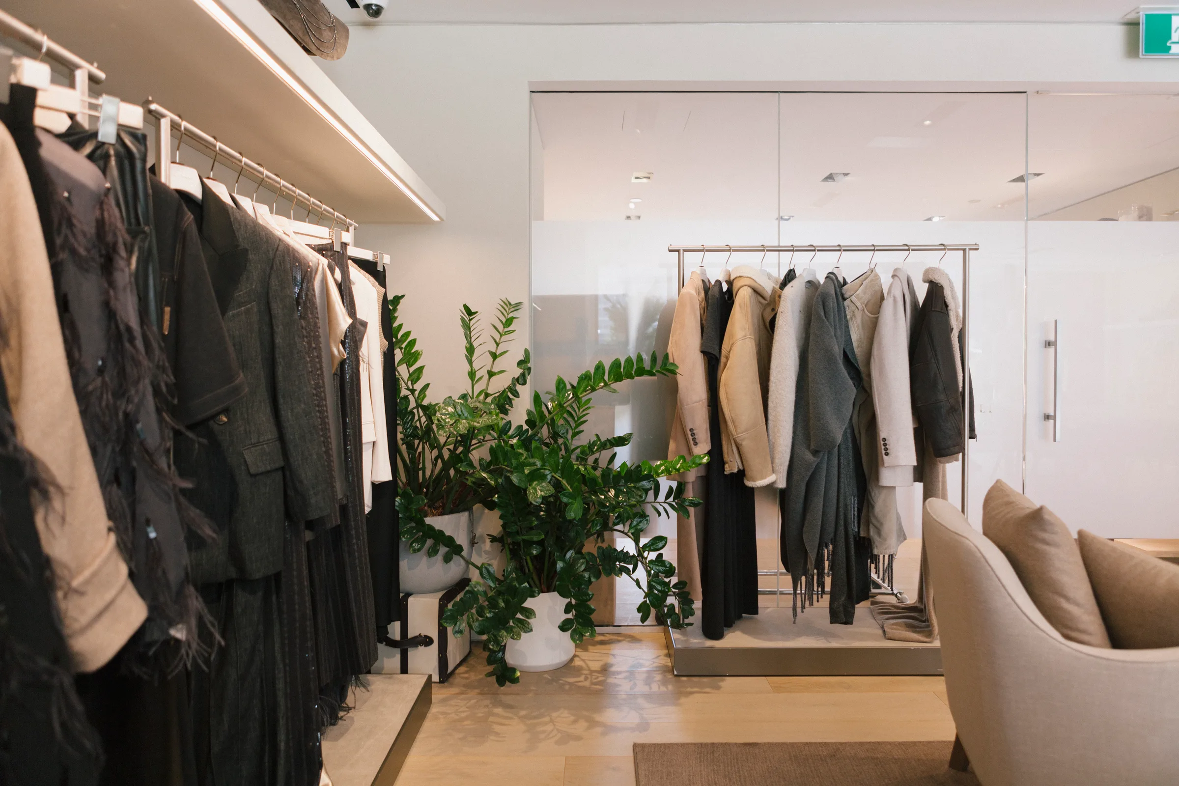Ficus Audrey tree beside menswear display in minimalist Brunello Cucinelli boutique interior