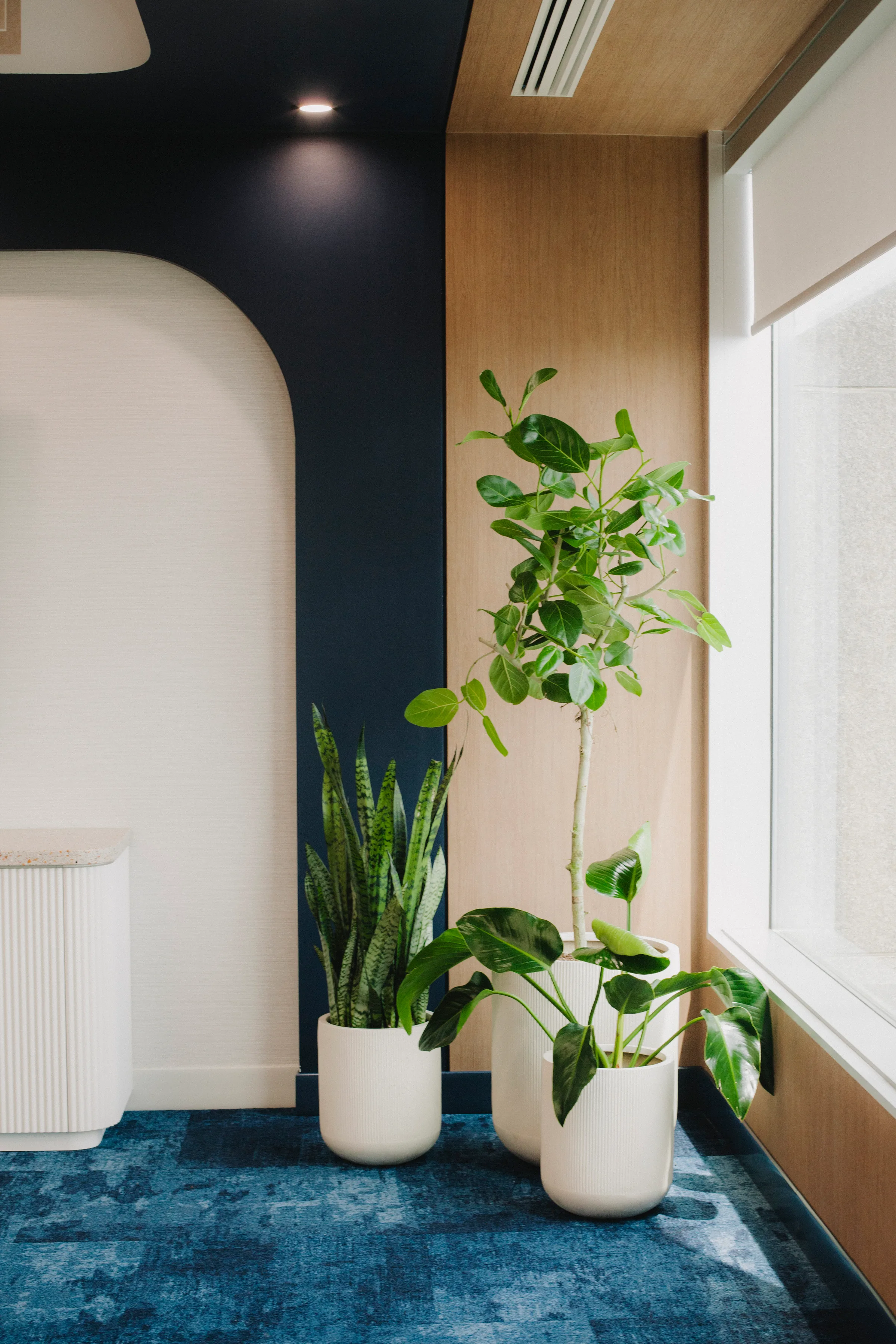 Plant stylist pruning Fiddle Leaf Fig tree in bright office environment