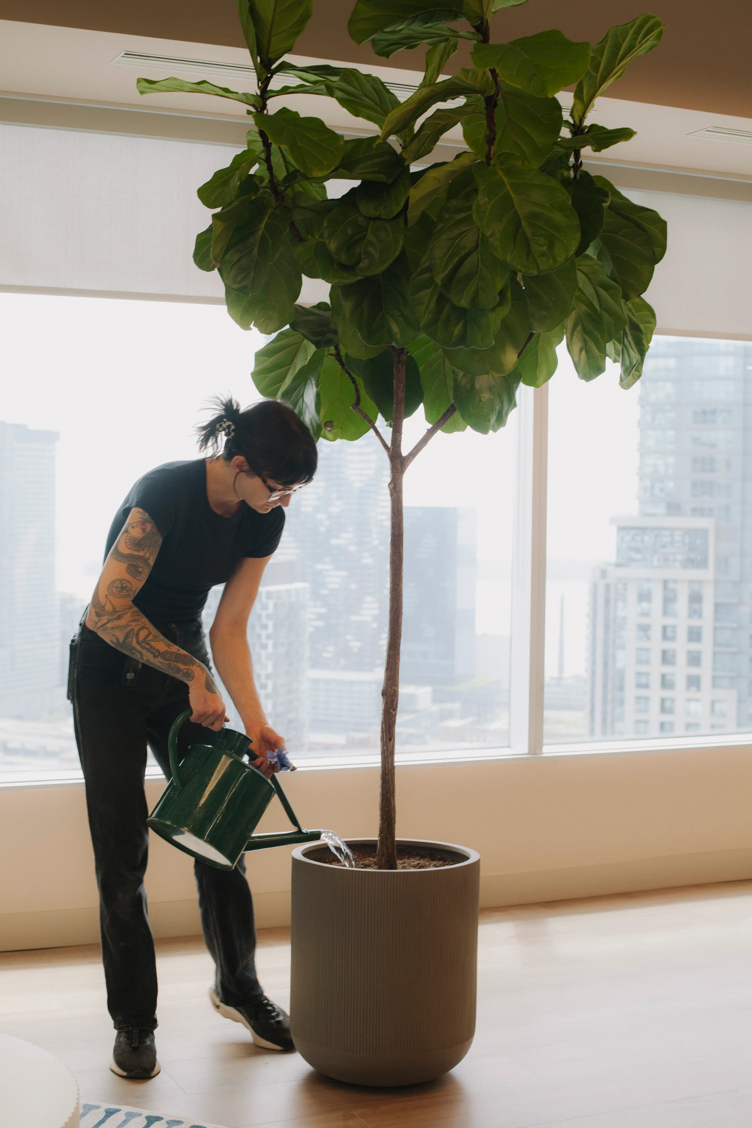 Bird of Paradise and Snake Plant by floor-to-ceiling windows with city skyline views