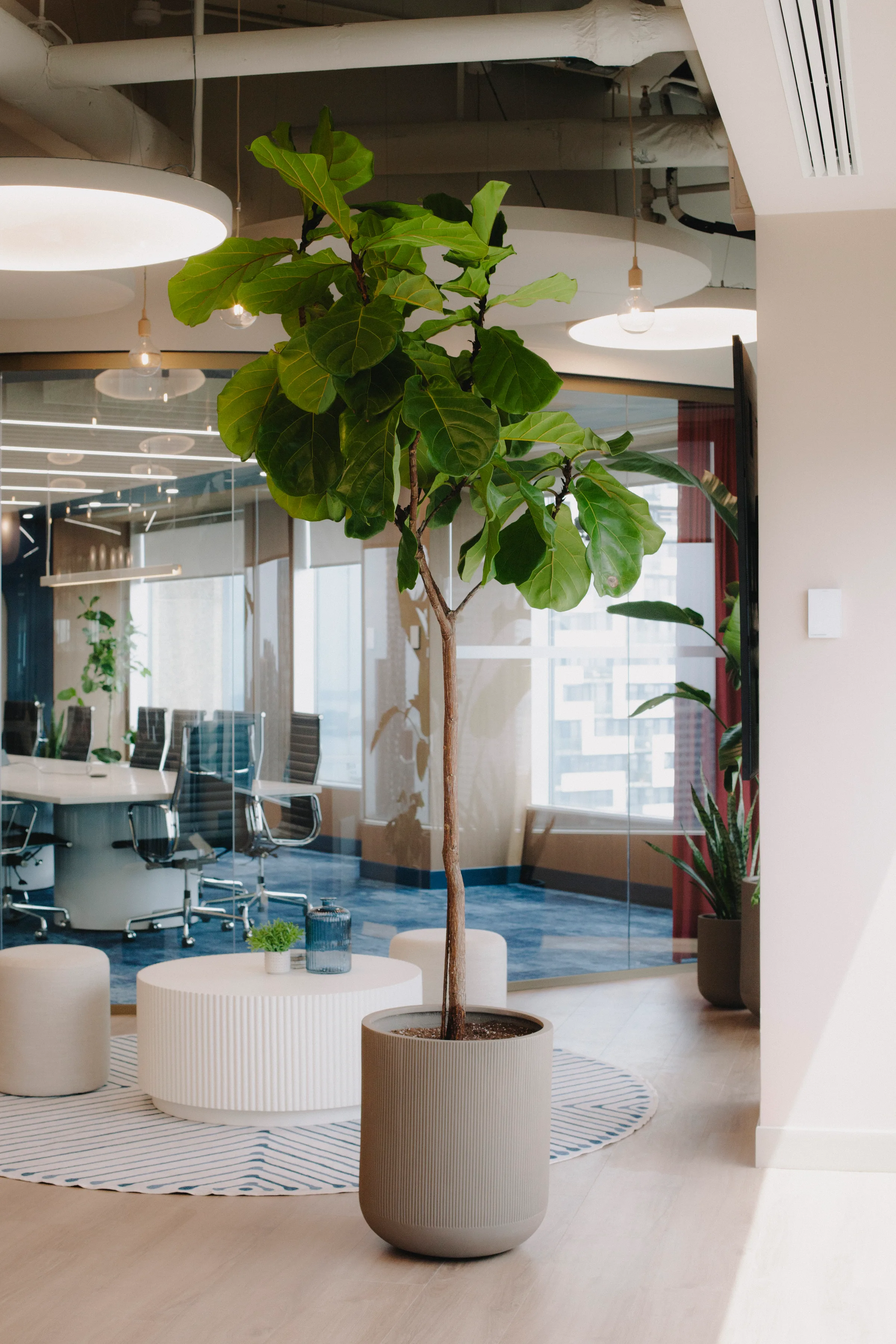 Team member arranging Bird of Paradise and tropical plants at Clear Space office window