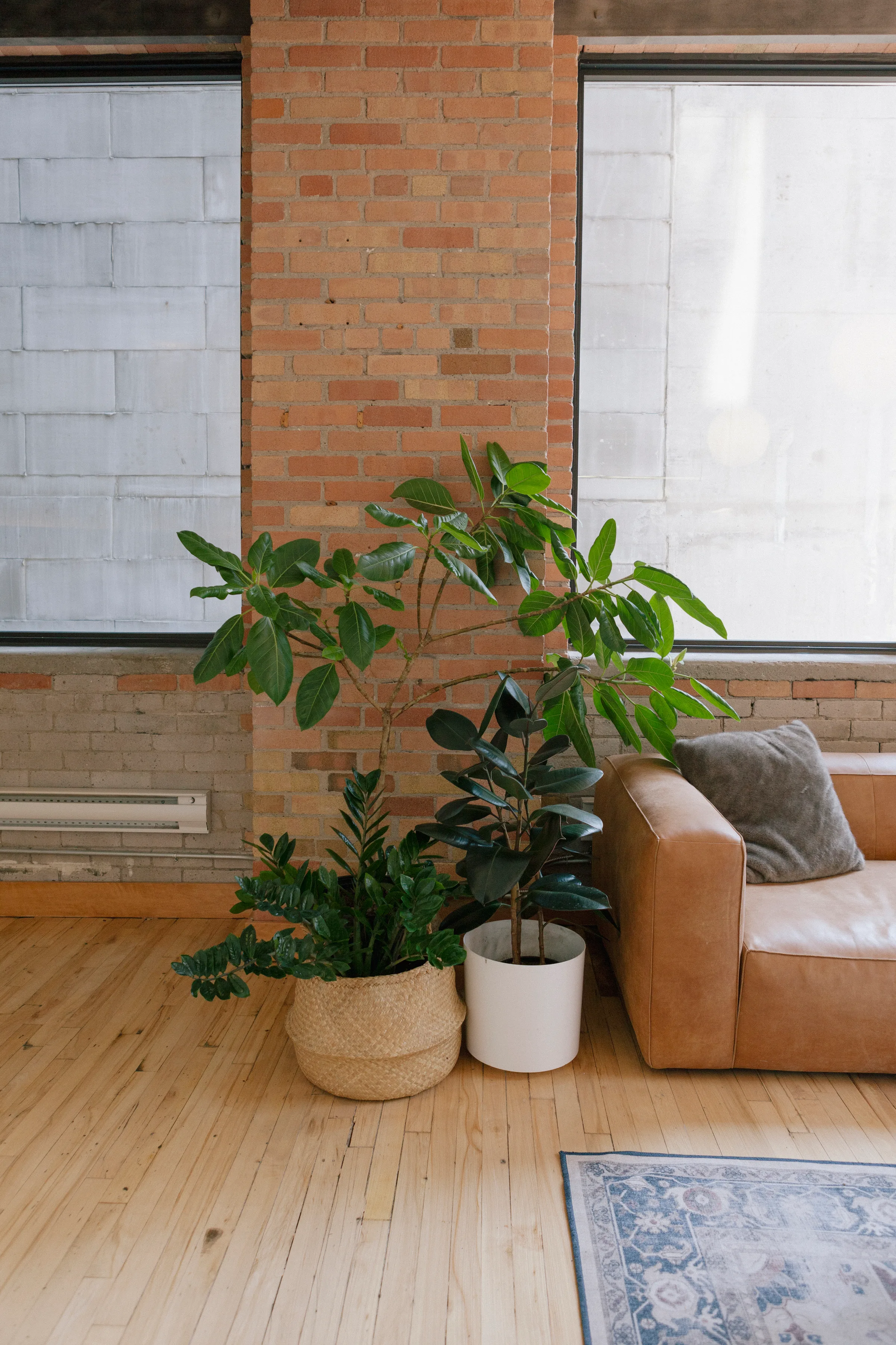 Rubber Plant beside leather sofa with chess set in cozy brick loft lounge at Cohere