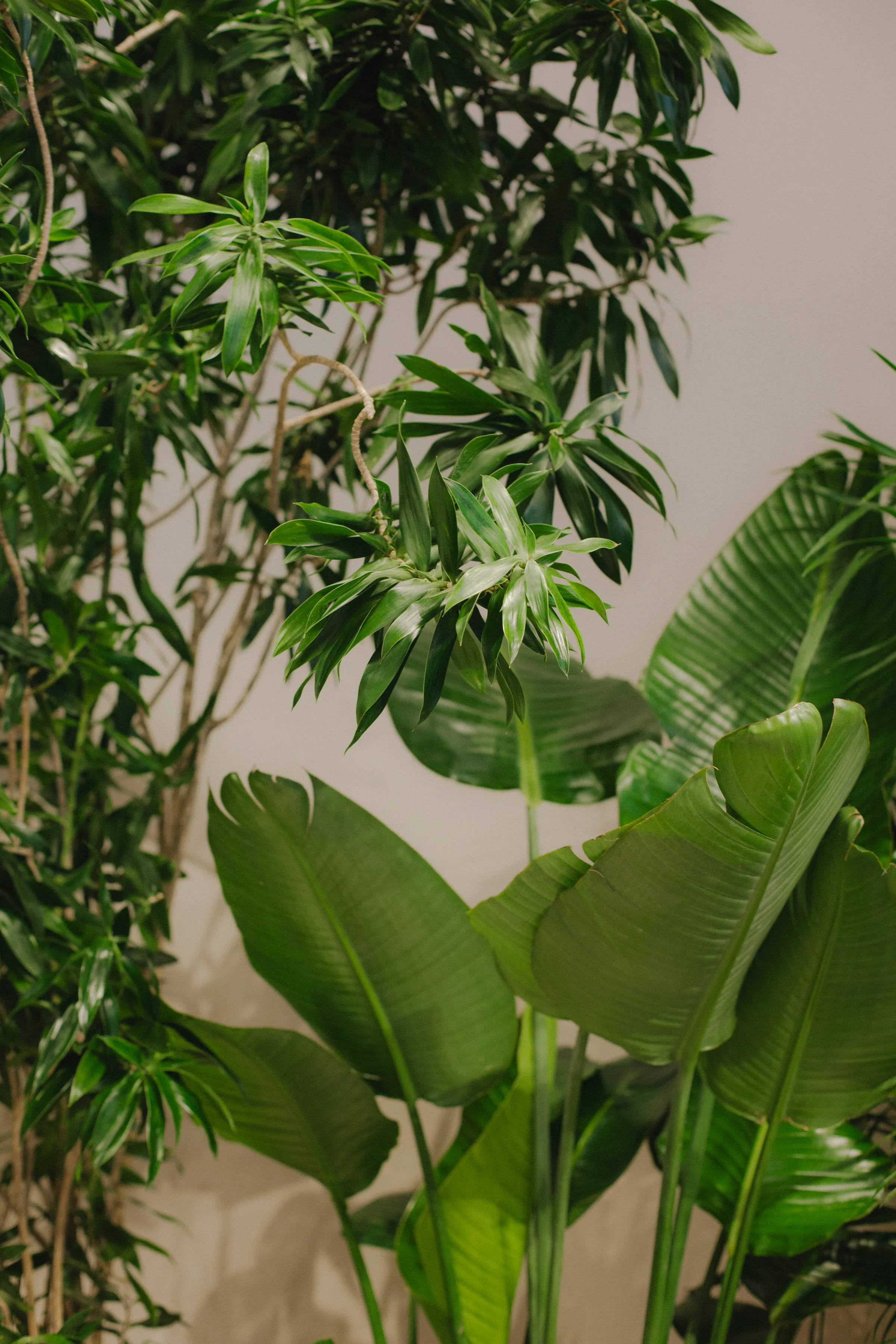 Close-up of Schefflera and Bird of Paradise foliage at Hermès Yorkville installation