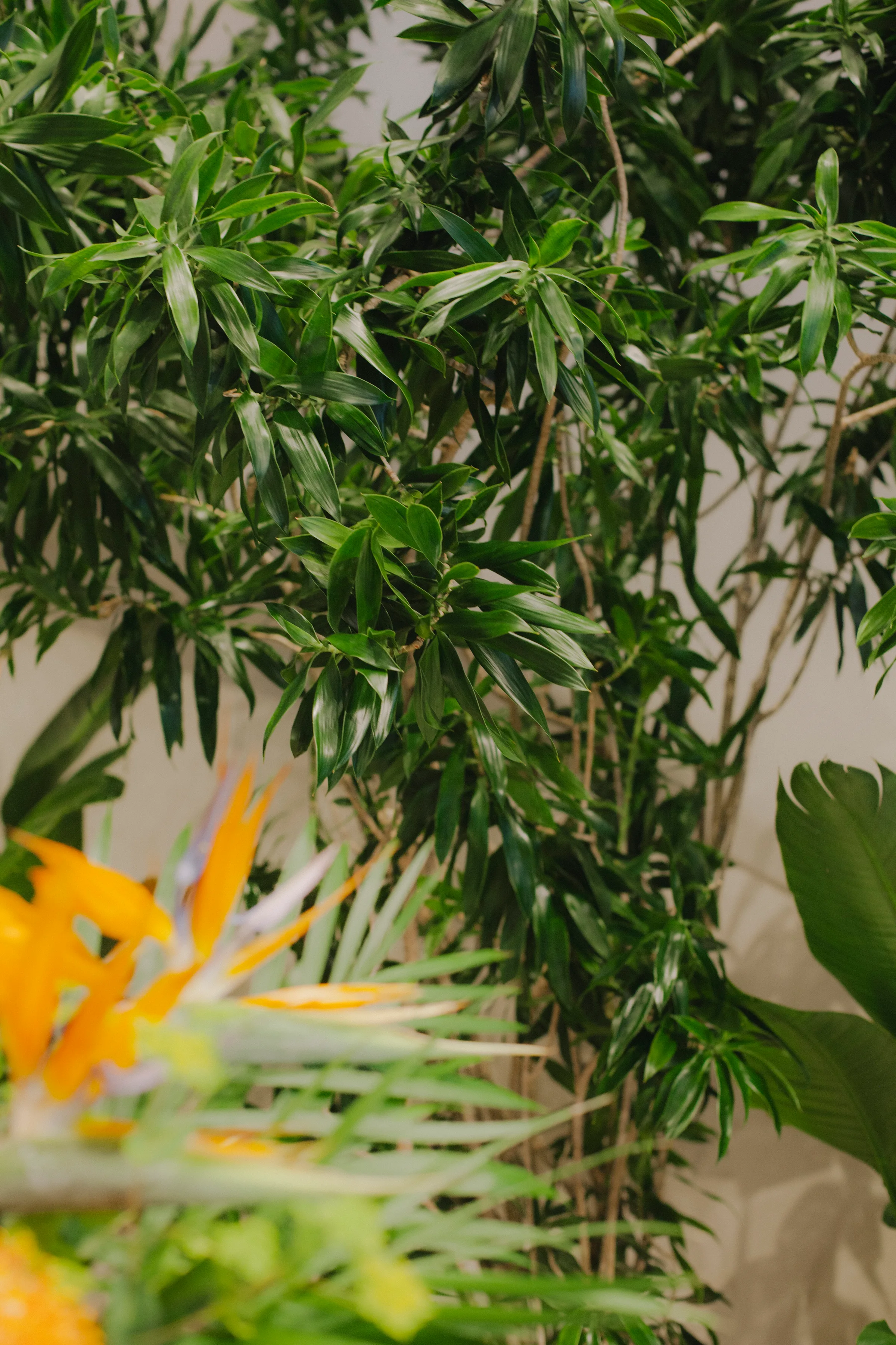 Schefflera tree with orange Heliconia flowers at Hermès Yorkville installation