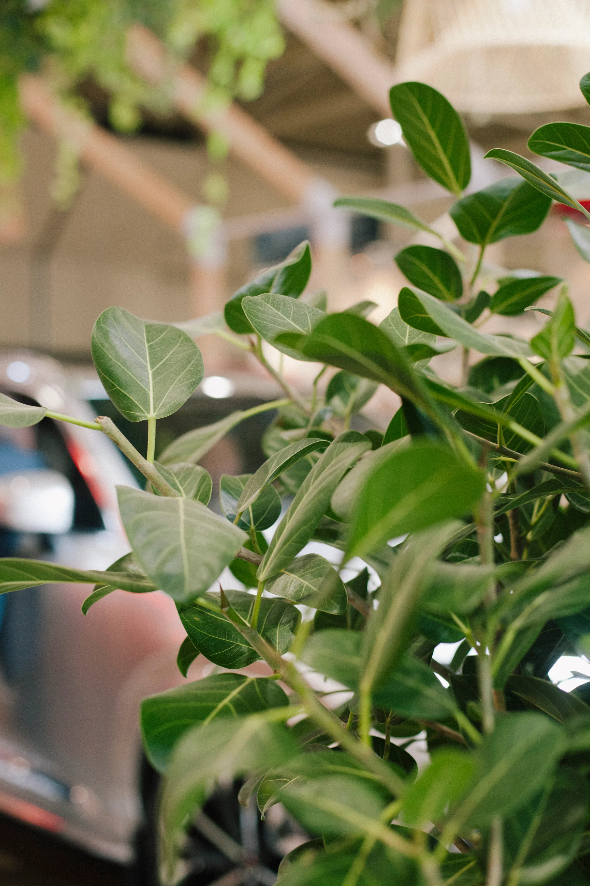 Ficus foliage detail with hanging plants and booth structure at Interior Design Show