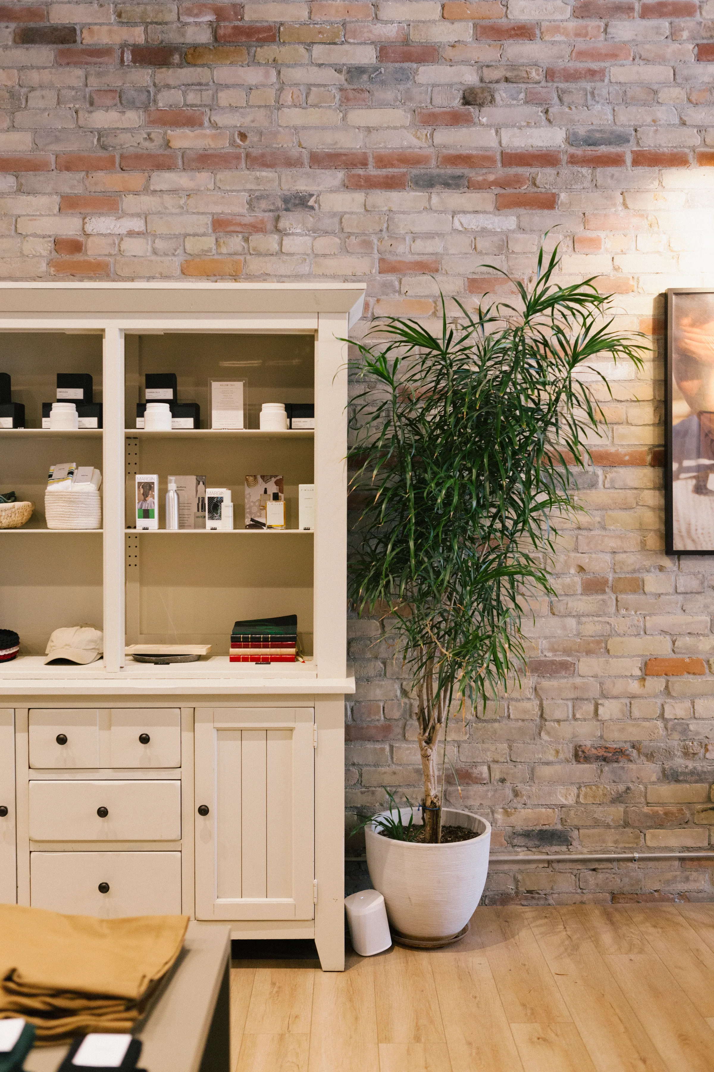 Dracaena plant beside white cabinet and brick wall at KOTN retail store