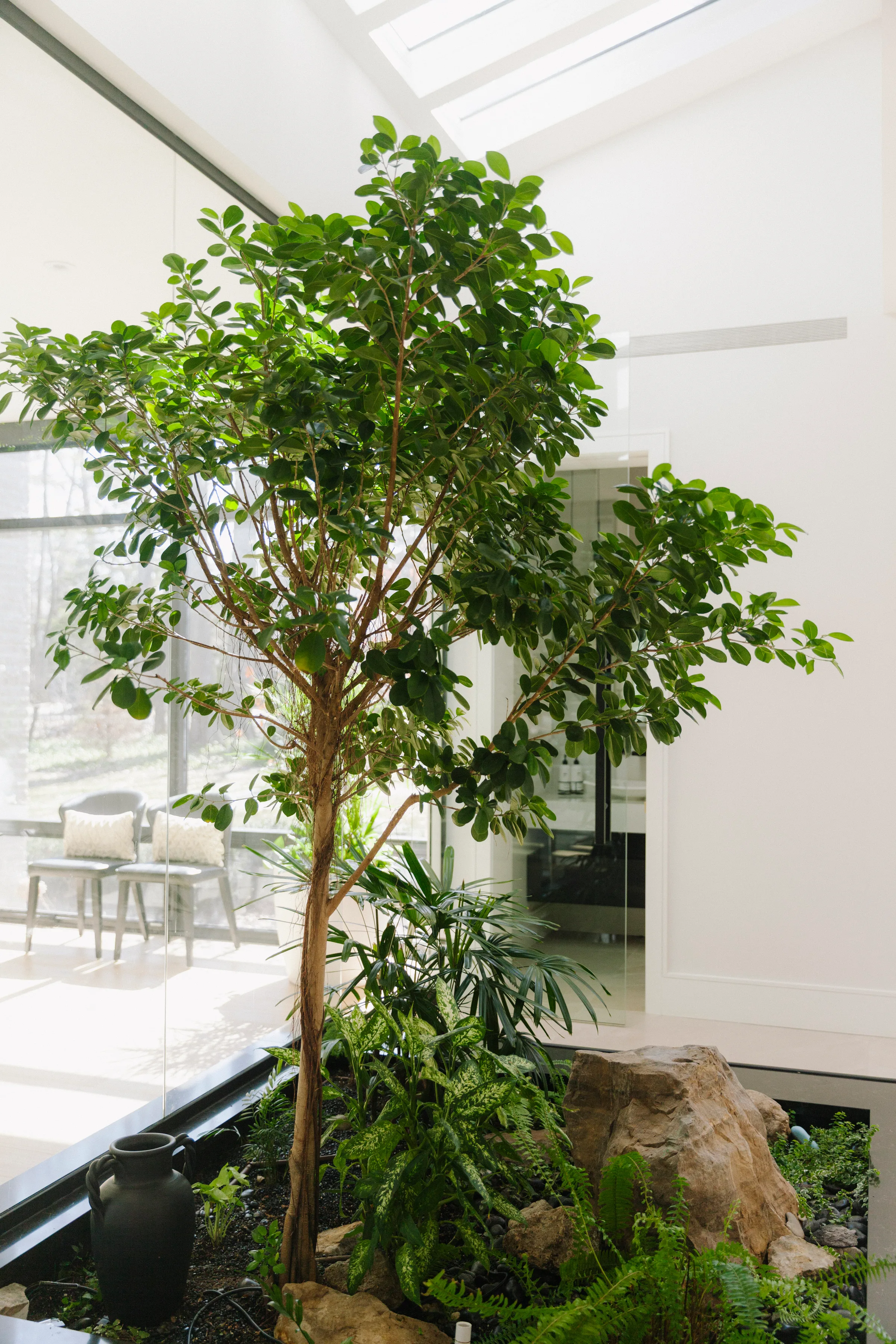 Mature Ficus tree in glass atrium with skylight and modern fireplace at Mississauga luxury home