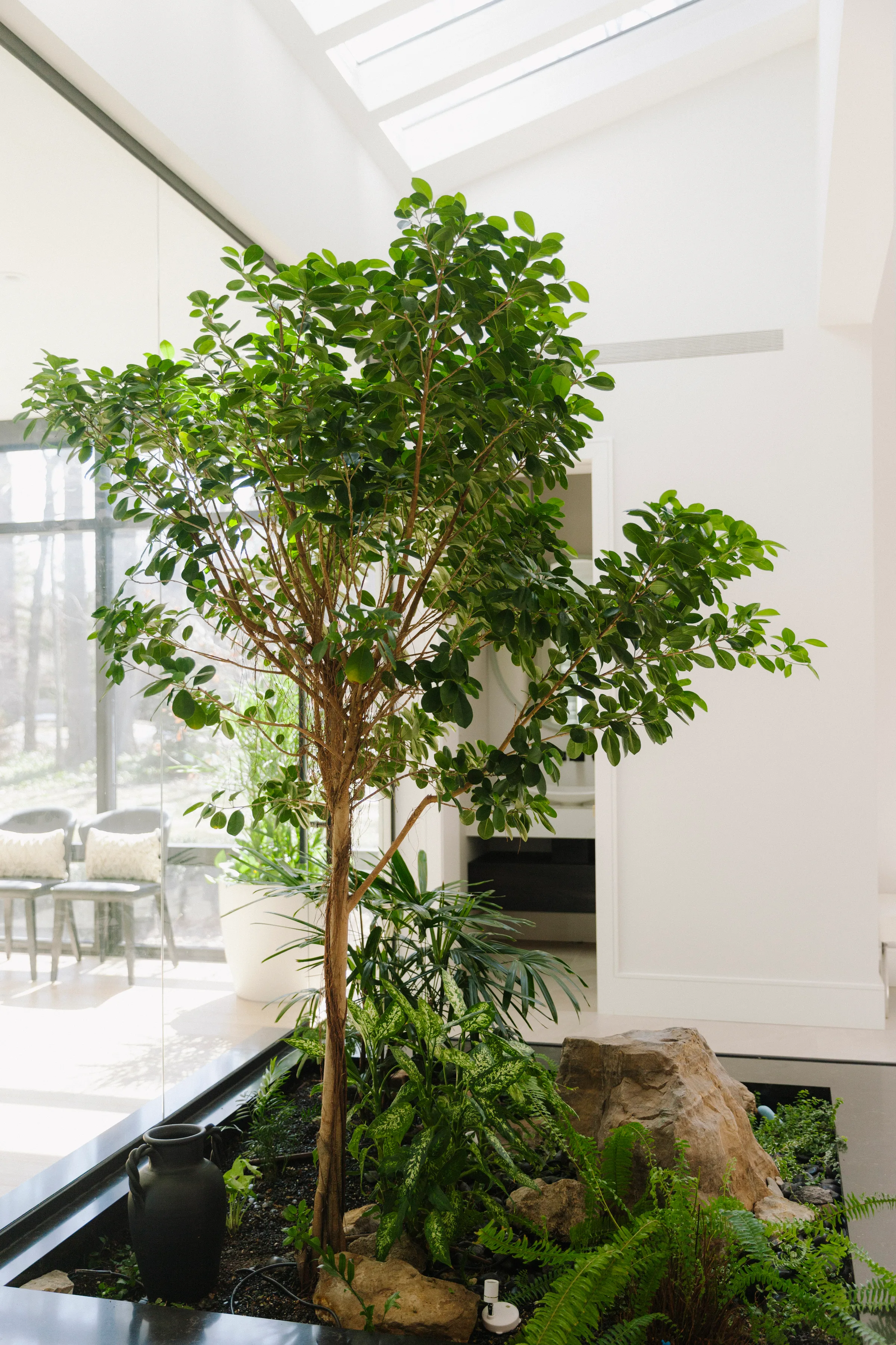 Ficus tree with ferns, water feature and modern fireplace in indoor atrium at Mississauga residence