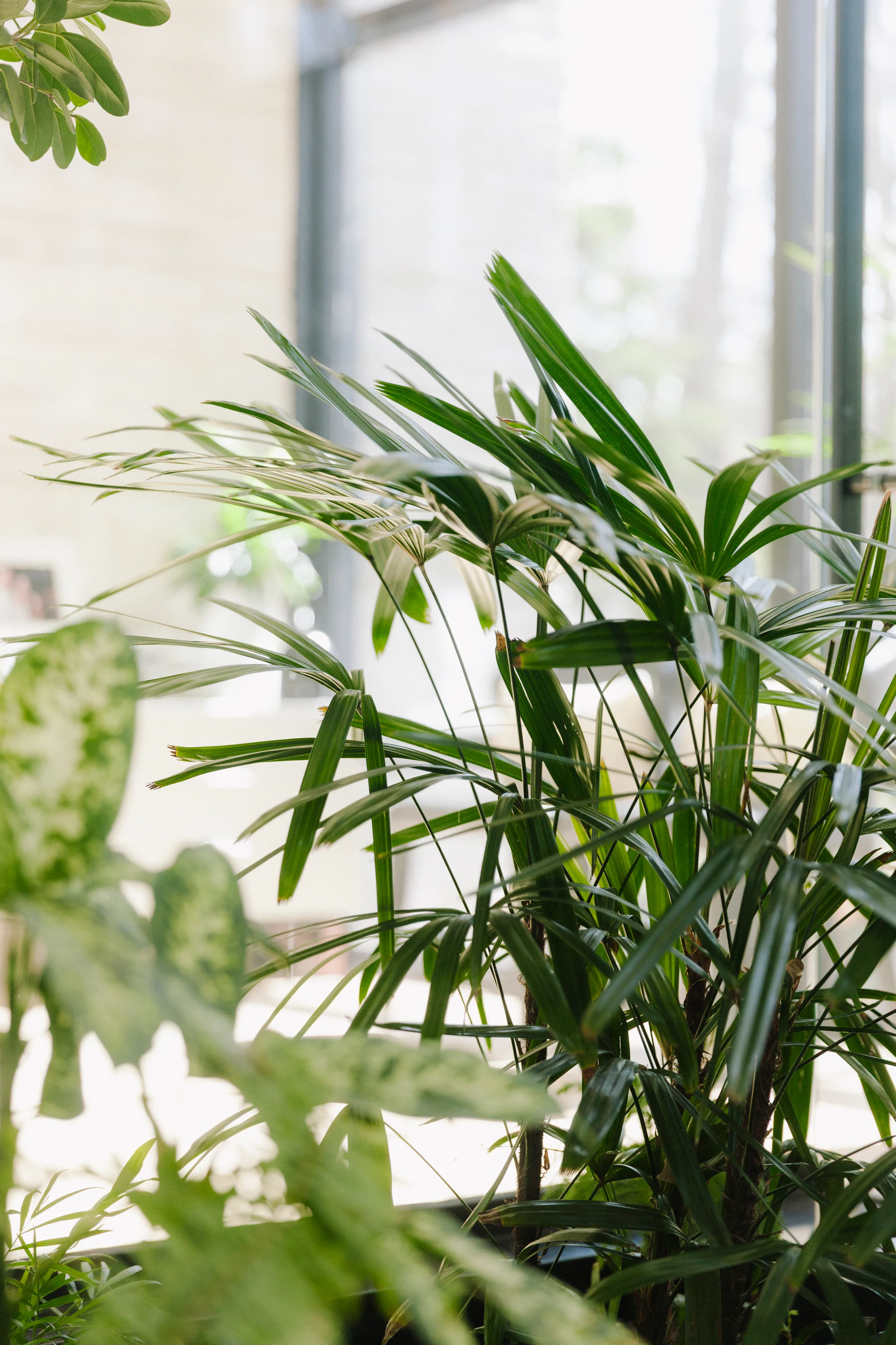 Parlor palm fronds in natural light at indoor atrium in Mississauga luxury home