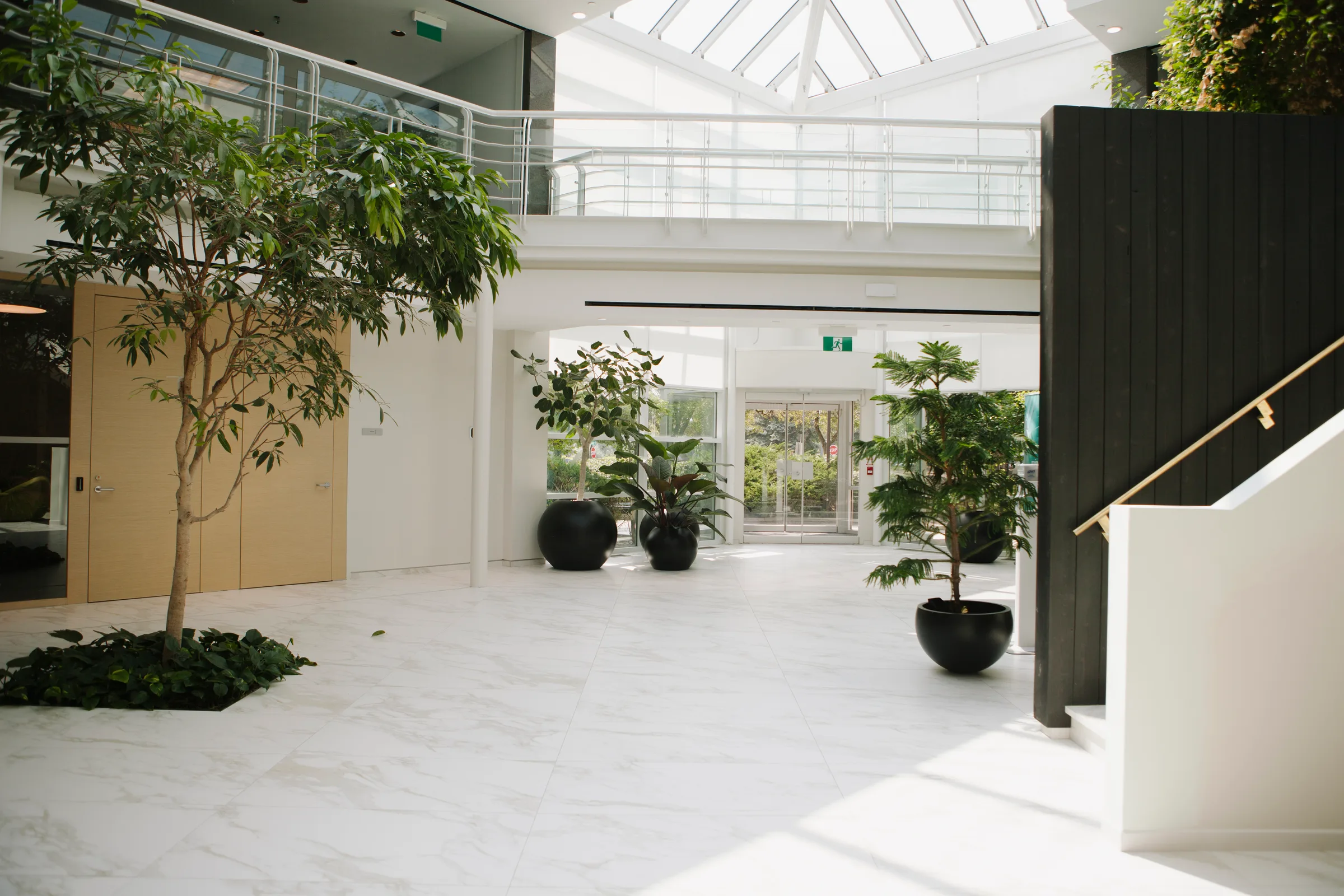 Double-height atrium with mature Ficus tree, skylight and multiple plants in black planters at Sentrex