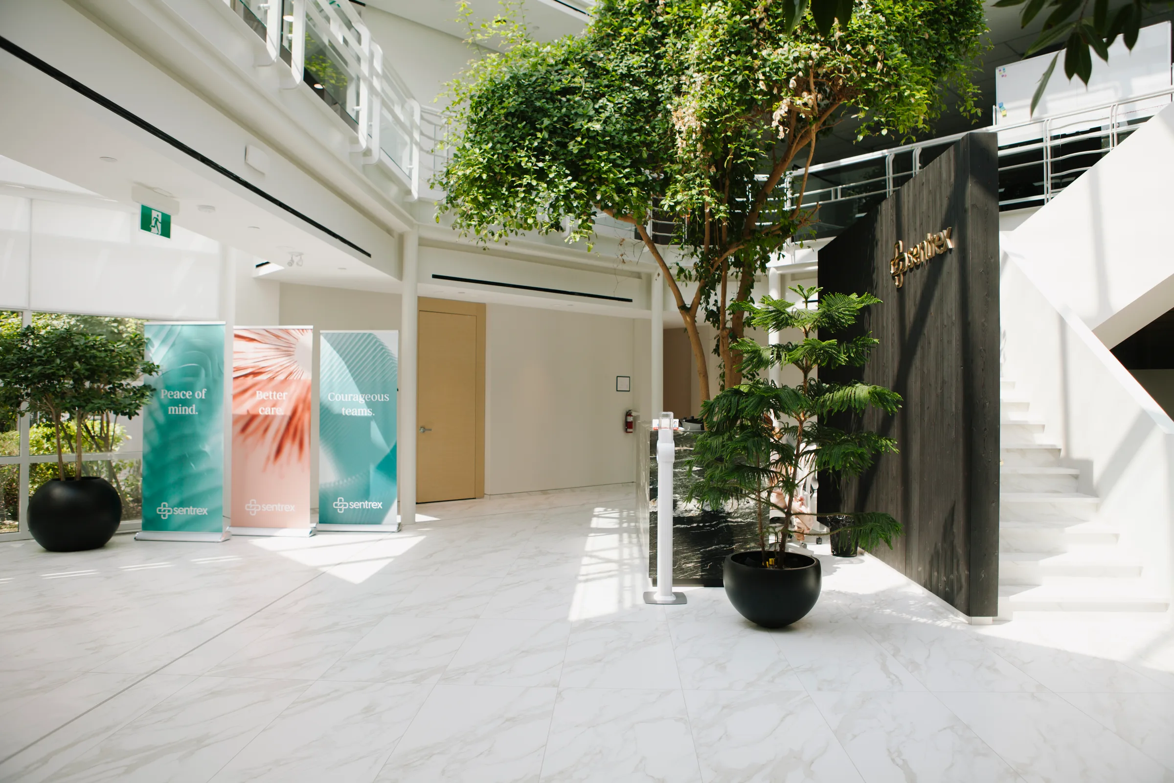 Sentrex entrance atrium with banners, Norfolk Island Pine and mature Ficus tree