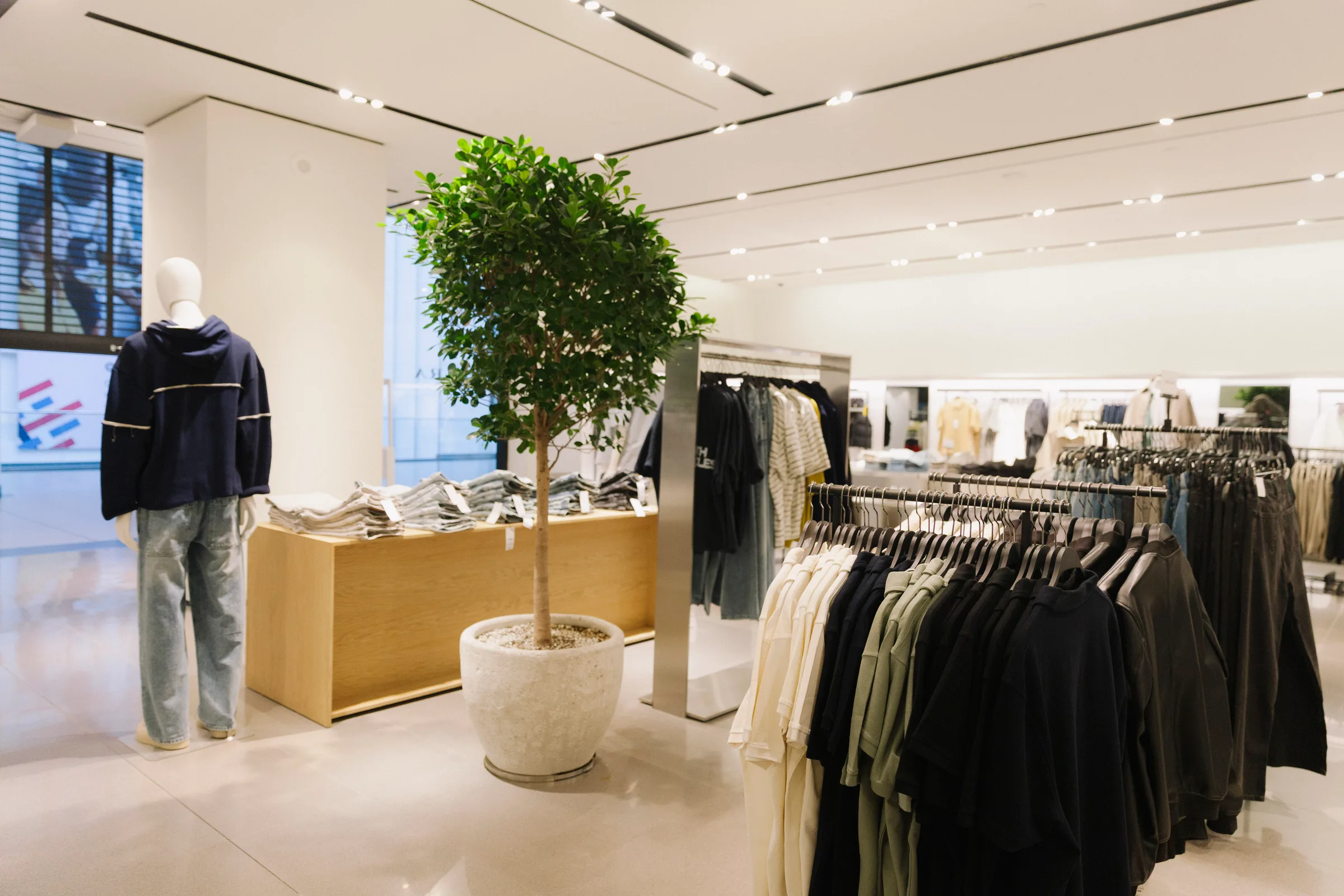 Ficus tree with mannequin display in bright Zara store
