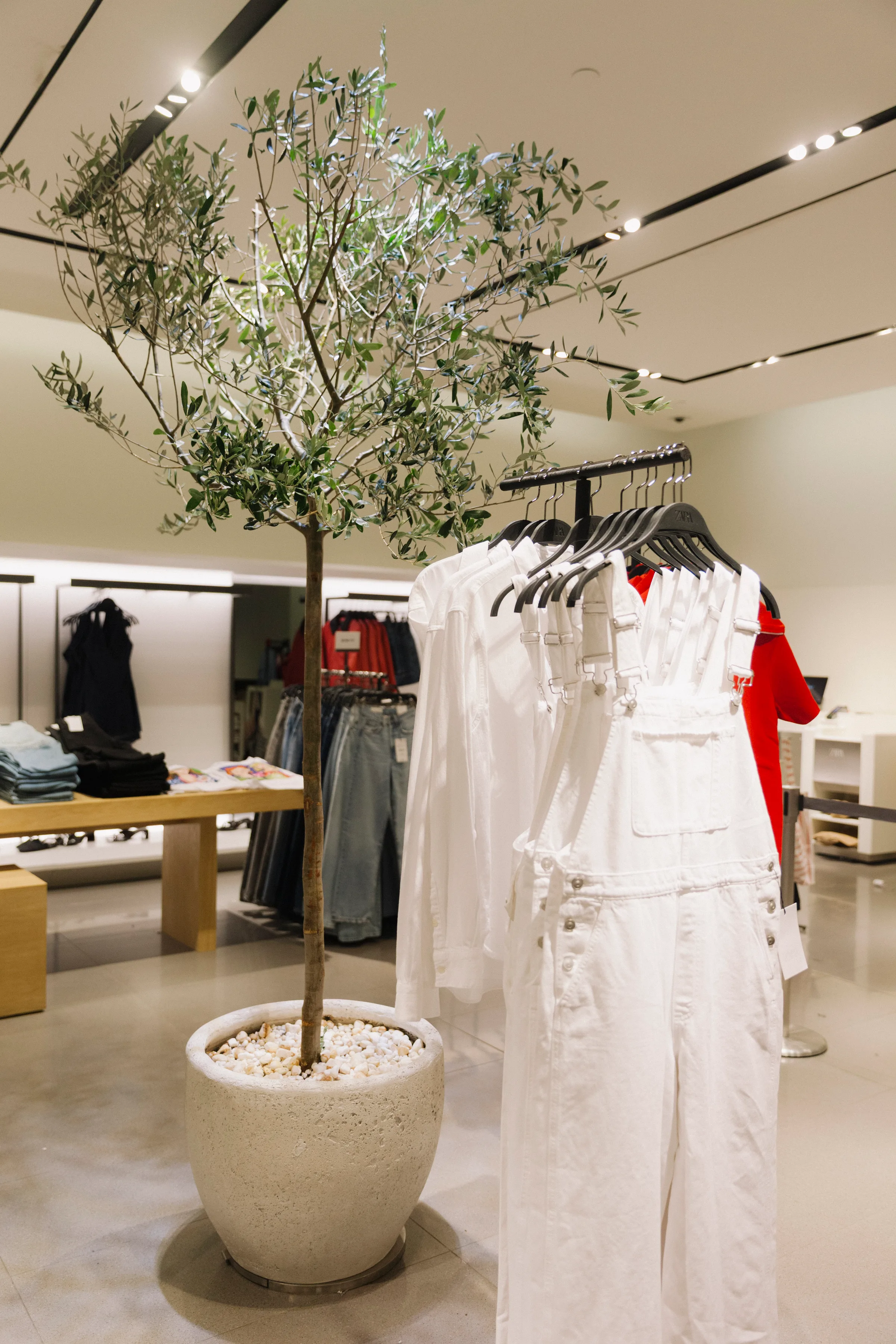 Olive tree beside clothing racks in minimalist Zara store interior